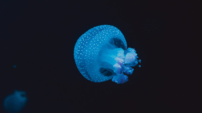 Hình ảnh con sứa cực rõ nét