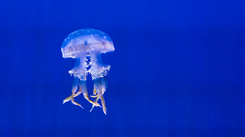 Hình ảnh con sứa đơn giản