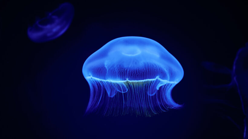 Hình ảnh con sứa huyền bí