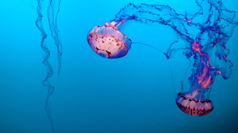 Hình ảnh con sứa lộng lẫy