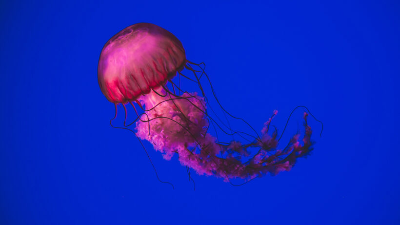 Hình ảnh con sứa lung linh