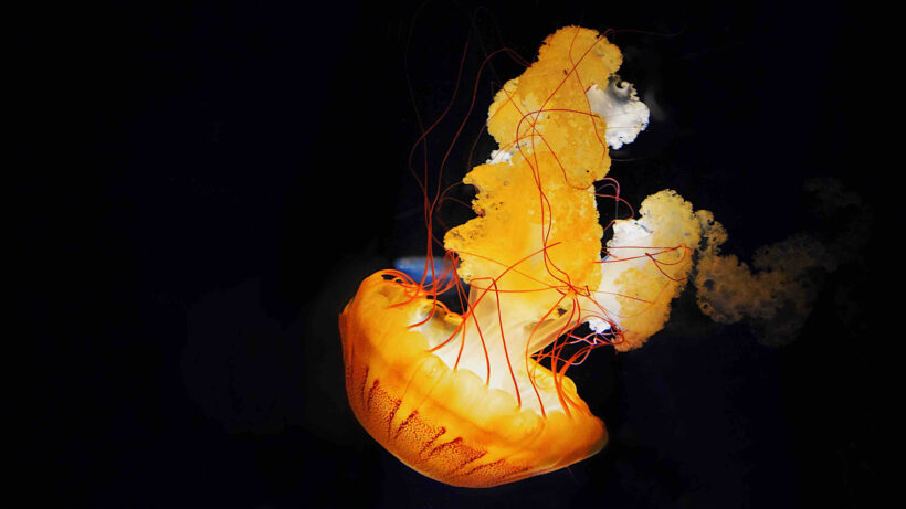 Hình ảnh con sứa màu cam và phát sáng huyền ảo