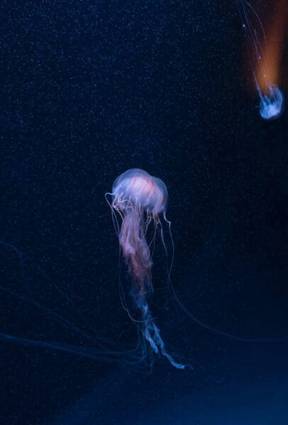 Hình ảnh con sứa cực đẹp
