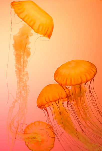 Hình ảnh con sứa màu cam