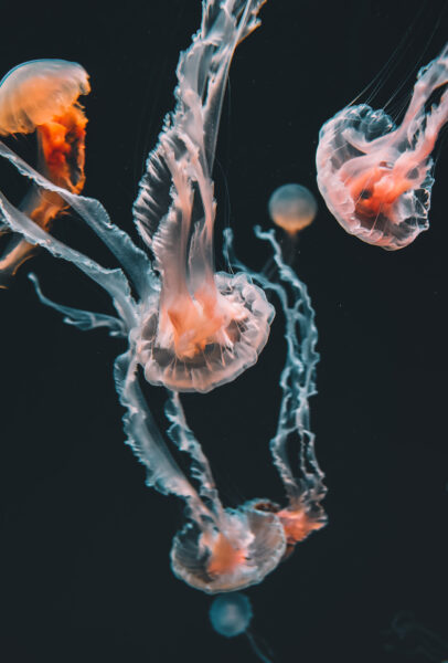 Hình ảnh con sứa màu đỏ và trắng