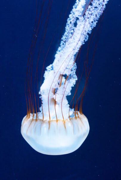 Hình ảnh con sứa màu trắng