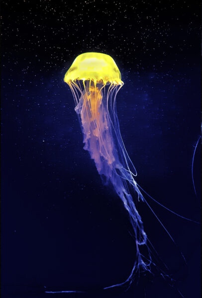 Hình ảnh con sứa nhiều màu