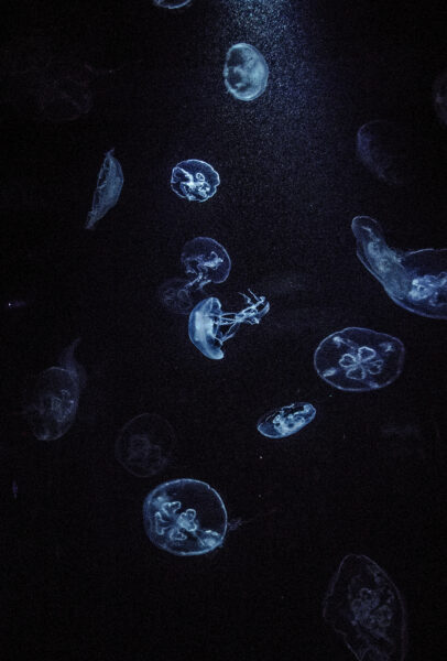 Hình ảnh con sứa phát sáng