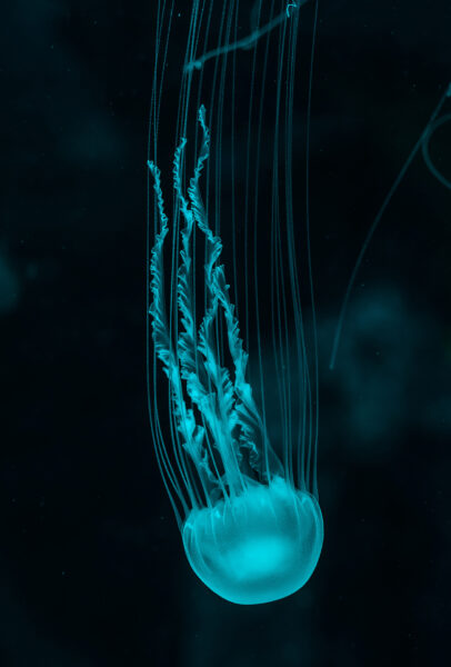 Hình ảnh con sứa rực rỡ