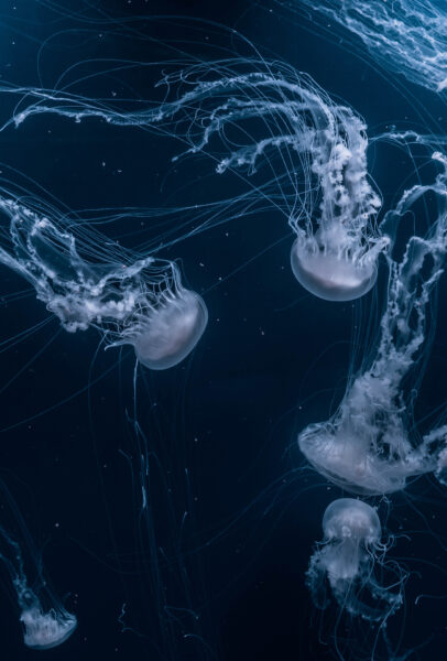 Hình ảnh con sứa sặc sỡ