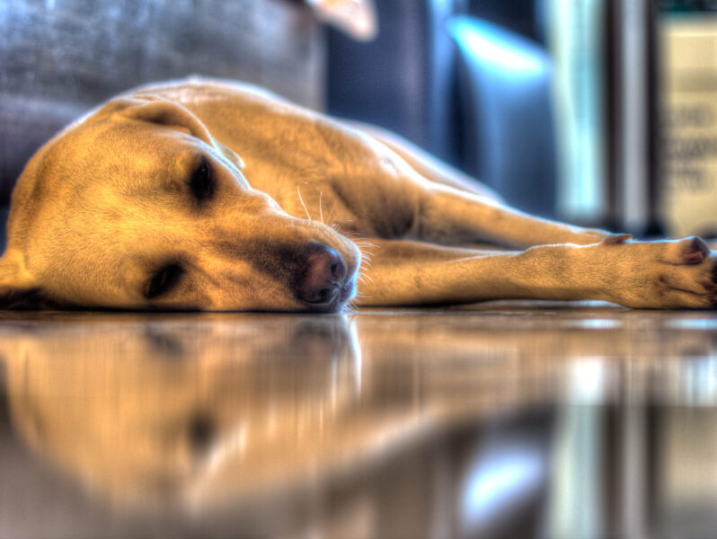 Trauriges Hundebild als Hintergrundbild