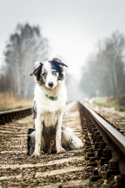 Hình ảnh chú chó buồn ngồi trên đường tàu