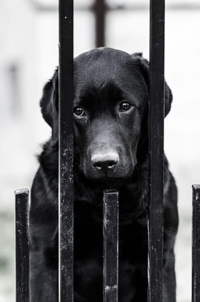Hình ảnh chú chó buồn, mắt nước