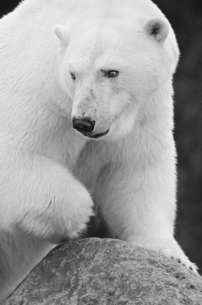 Hình ảnh con gấu bắc cực