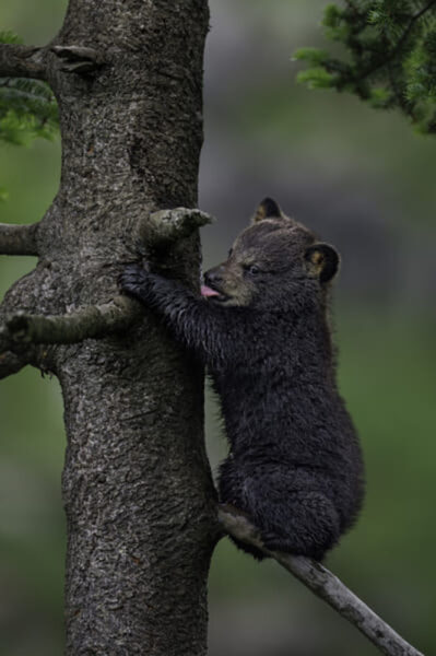 Hình ảnh con gấu chó đang trèo cây