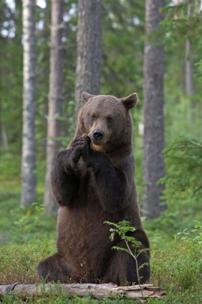 Hình ảnh con gấu đang ăn