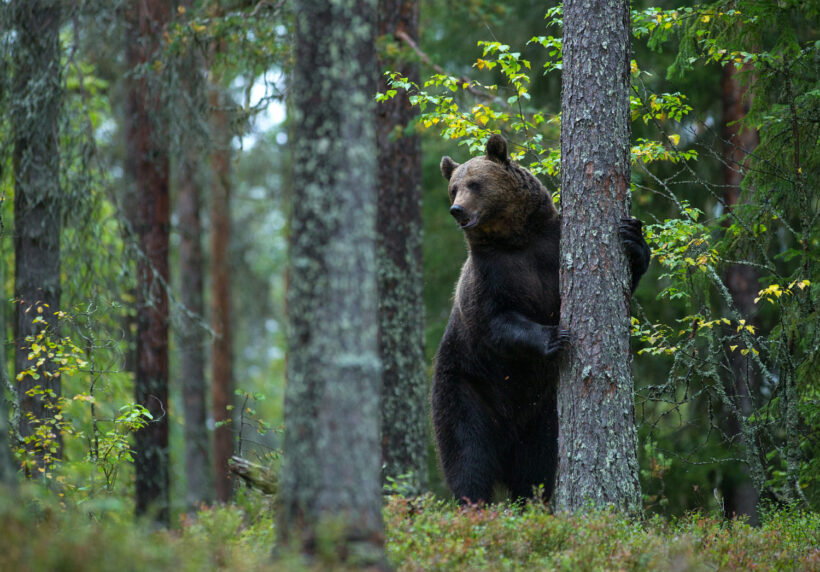 Hình ảnh con gấu đang vui đùa trong rừng