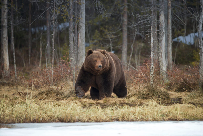 Hình ảnh con gấu mập ú đang đi tìm đồ ăn