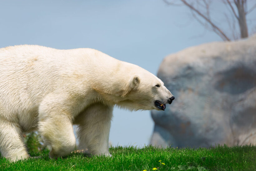 Hình ảnh con gấu trắng bắc cực trên thảm cỏ mùa xuân