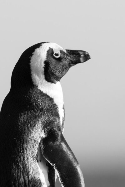 Hình ảnh, hình nền chim cánh cụt màu đen