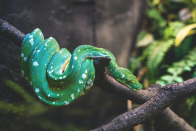 Hình ảnh hình nền con rắn