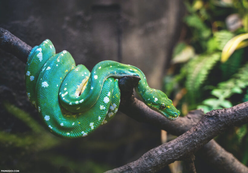 Hình ảnh hình nền con rắn