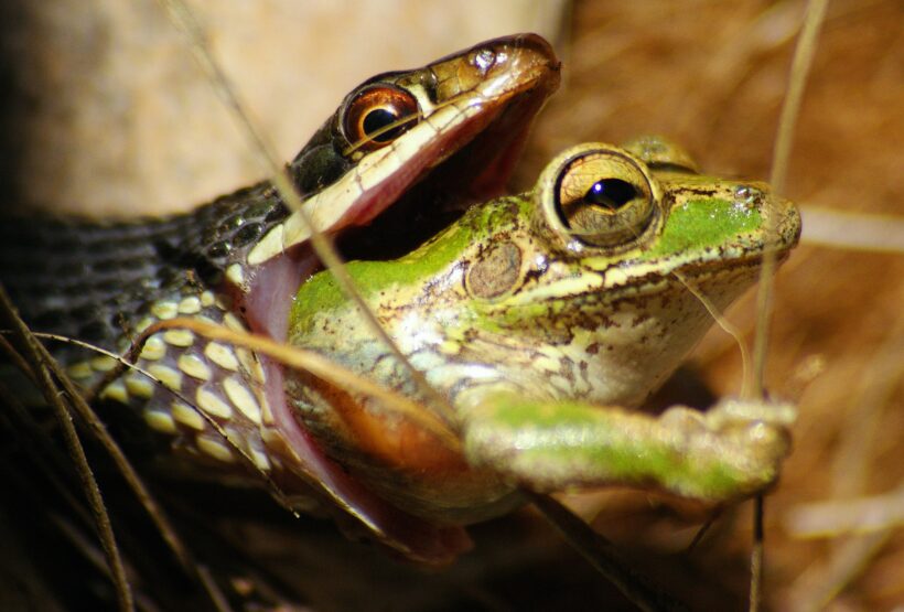 Hình ảnh hình nền con rắn ăn ếch