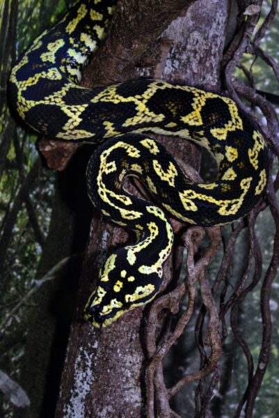 Hình ảnh hình nền con rắn đang bò trên thân cây