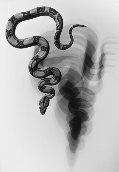 Hình ảnh hình nền con rắn đen trắng