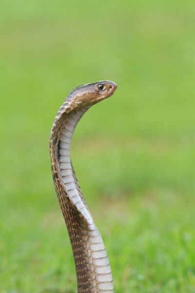 Hình ảnh hình nền con rắn đẹp