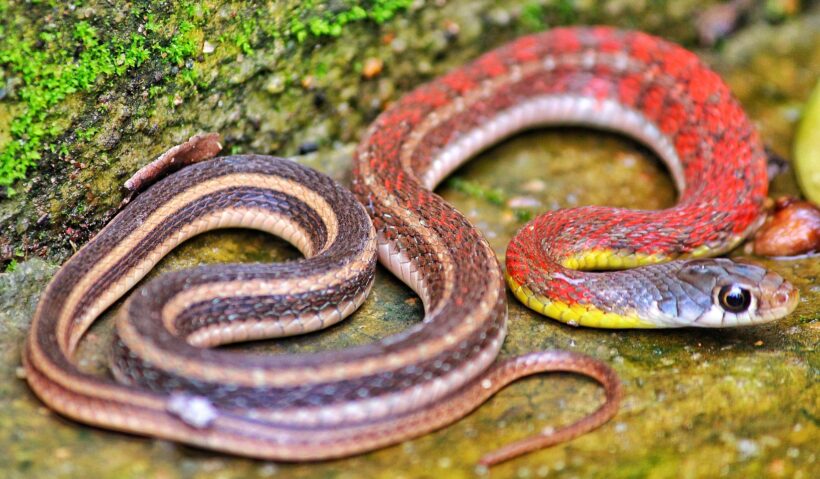 Hình ảnh hình nền con rắn đỏ nâu