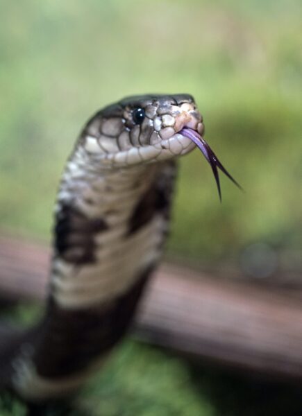 Hình ảnh hình nền con rắn lè lưỡi
