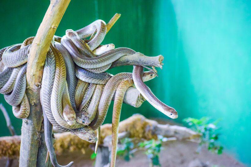 Hình ảnh hình nền con rắn theo đàn