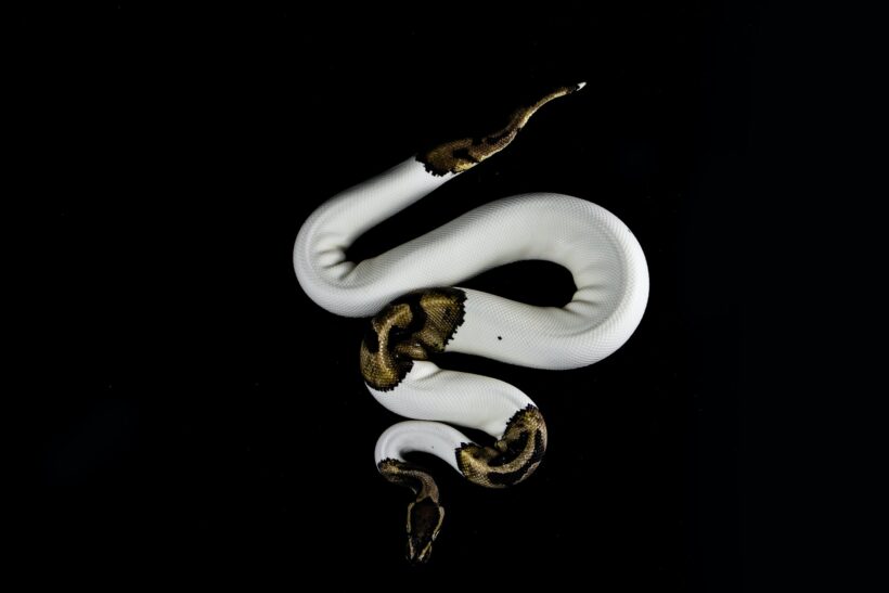 Hình ảnh hình nền con rắn trắng hoa