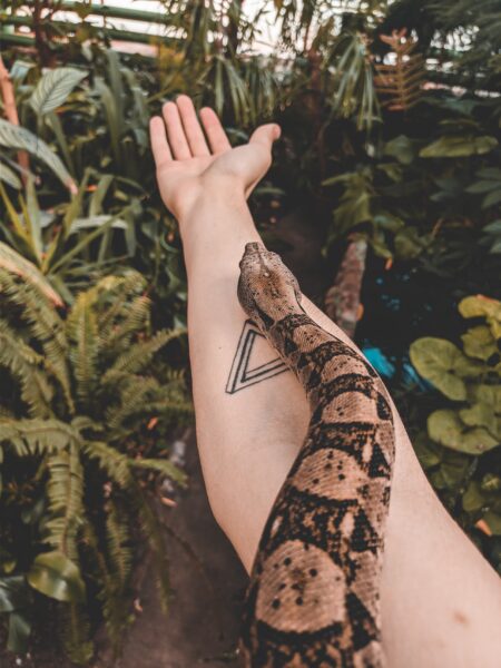 Hình ảnh hình nền con rắn trên tay người