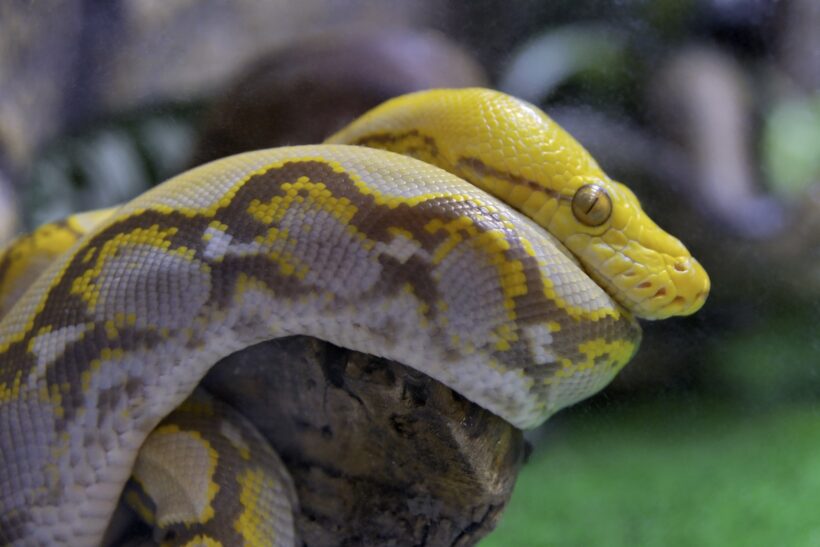 Hình ảnh hình nền con rắn vàng
