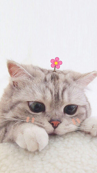 Hình ảnh mèo buồn cute, dễ thương