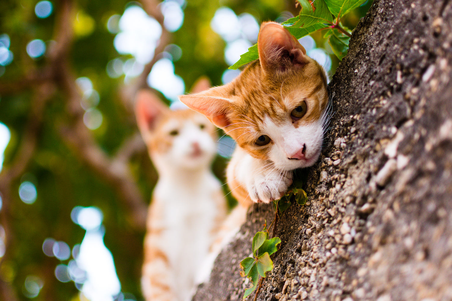 Những Hình Ảnh Mèo Buồn, Cute, Đẹp Nhất Thế Giới