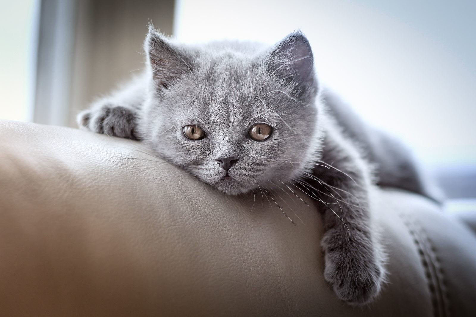Những hình ảnh mèo buồn, cute, đẹp nhất thế giới