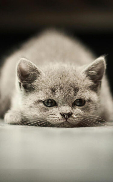 Hình ảnh mèo buồn làm hình nền điện thoại cực đẹp