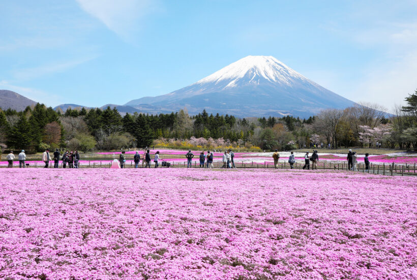 Hình ảnh núi Phú Sĩ và thảm hoa chi anh nở hồng dưới chân núi