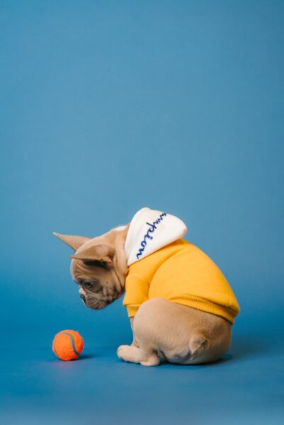Hình ảnh quả bóng tennis màu cam và con chó
