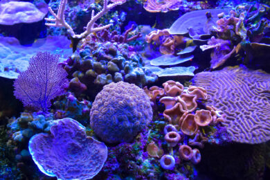 Hình ảnh san hô