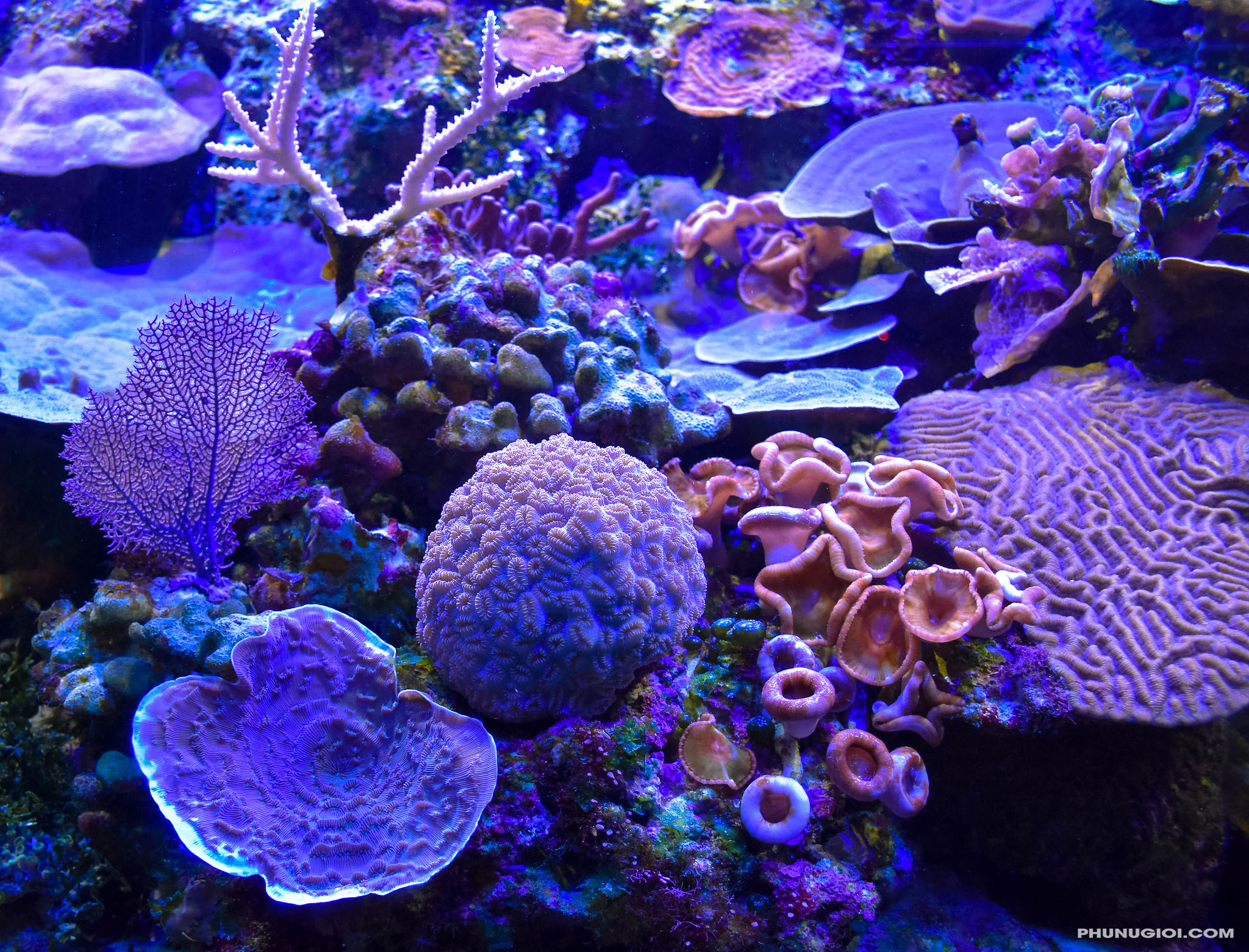 Hình ảnh san hô