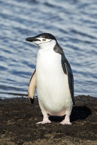 Hình nền điện thoại chim cánh cụt