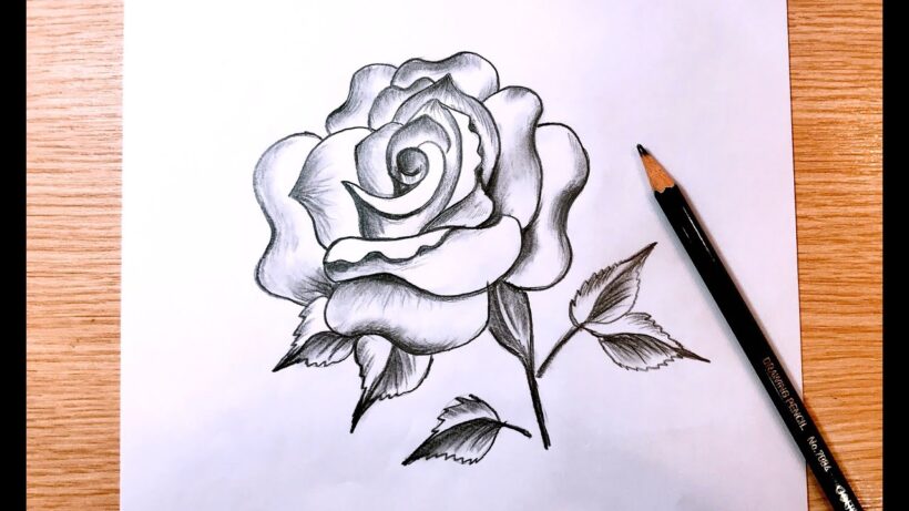 Tranh vẽ hoa Hồng đơn giản bằng bút chì