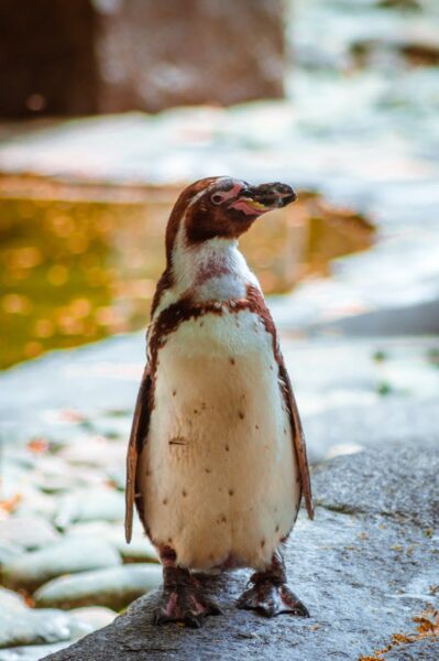 hình ảnh chim cánh cụt đáng yêu