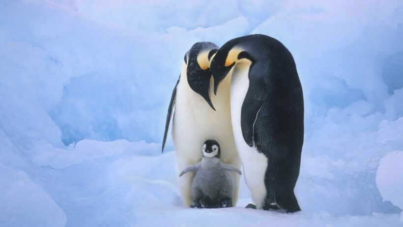 hình ảnh, hình nền chim cánh cụt bố mẹ chim cánh cụt đang nhìn chim con có lông xám