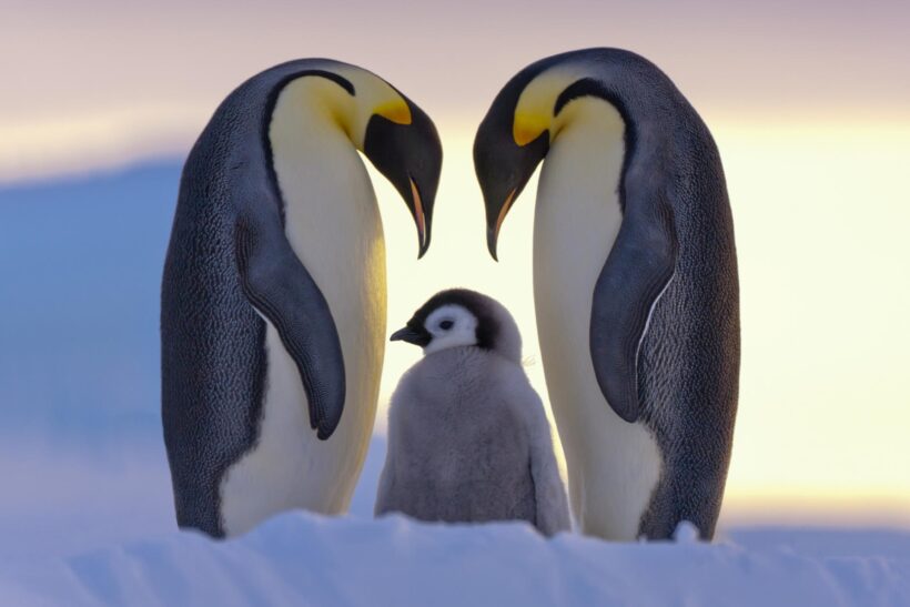 hình ảnh, hình nền chim cánh cụt có cha mẹ chim cánh cụt đang nhìn chim con