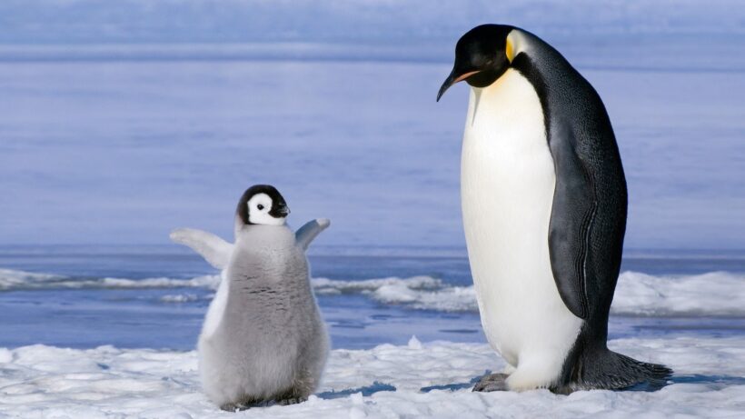 hình ảnh, hình nền chim cánh cụt có chim cánh cụt con xòe cánh trước mặt chim lớn